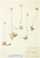 藏品(蝶須屬)的圖片